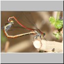 Pyrrhosoma nymphula - Fruehe Adonisjungfer 10.jpg